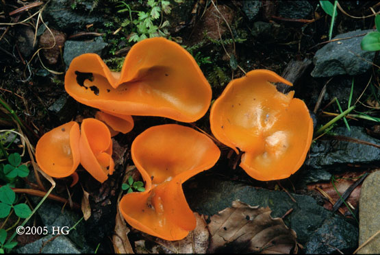 Aleuria aurantia