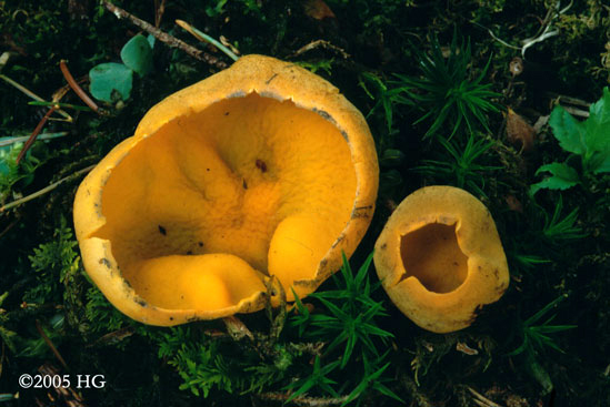 Caloscypha fulgens