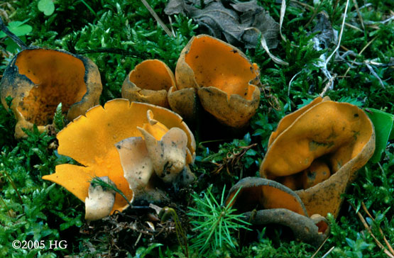 Caloscypha fulgens