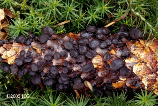 Ciboria bulgarioides