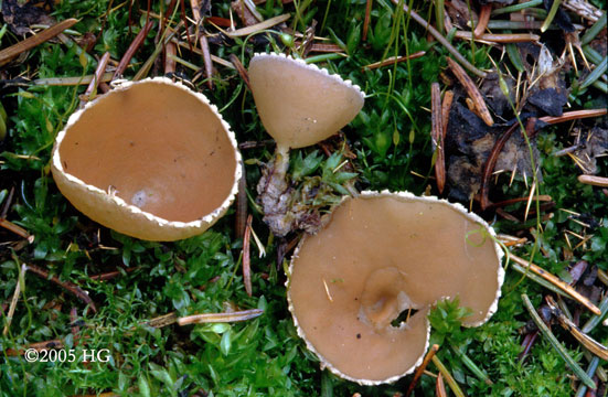 Geopyxis carbonaria