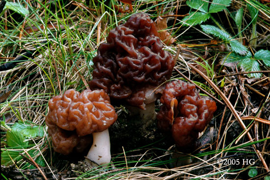 Gyromitra esculenta