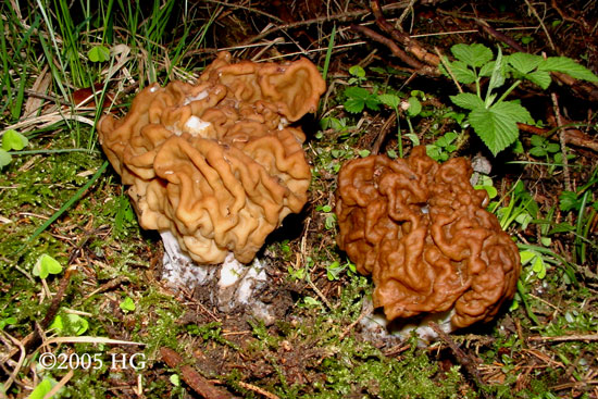 Gyromitra gigas