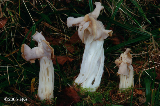Helvella crispa