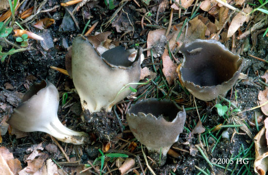 Helvella leucomelaena