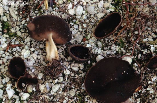 Helvella solitaria