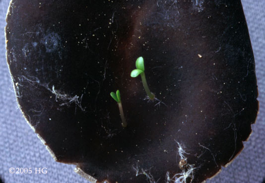 Helvella solitaria