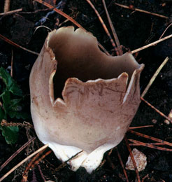 Schwarzwei�e Becher-Lorchel (Helvella leucomelaena)
