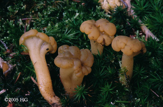 Leotia lubrica