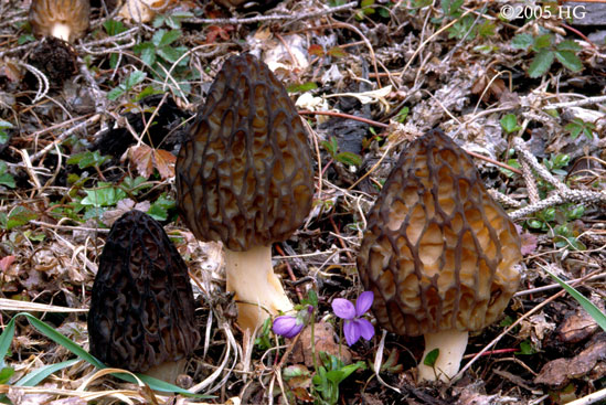 Morchella conica