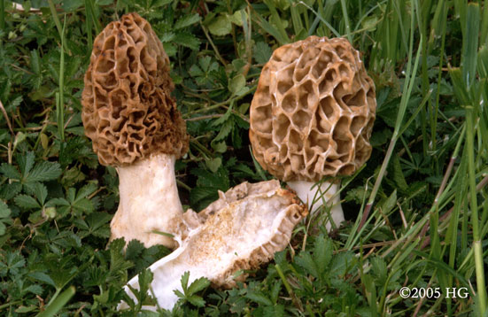 Morchella esculenta