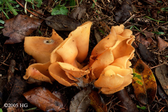 Otidea onotica