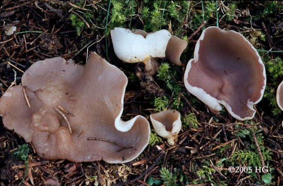 Peziza celtica