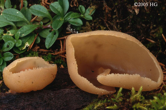 Peziza micropus