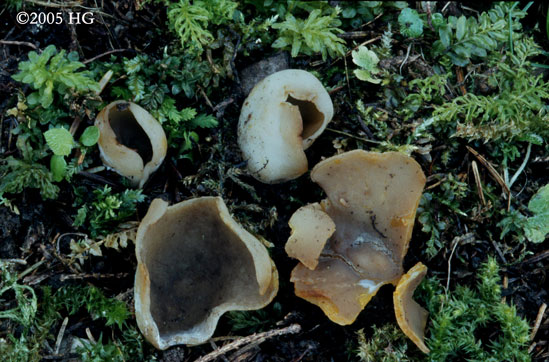 Peziza succosa