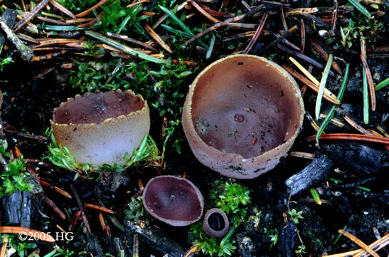 Peziza violacea