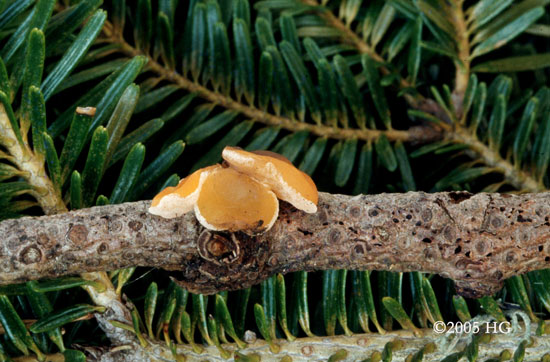 Pithya cupressina