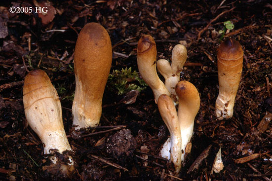 Podostroma alutaceum