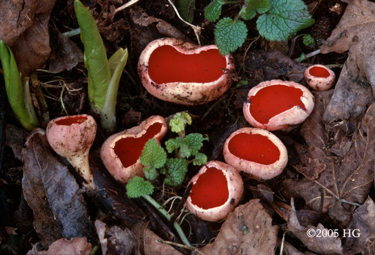 Sarcoscypha austriaca