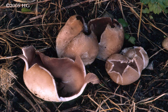 Sarcosphaera coronaria