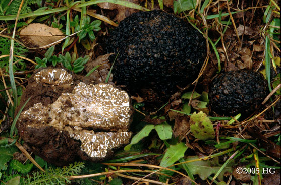 Tuber aestivum