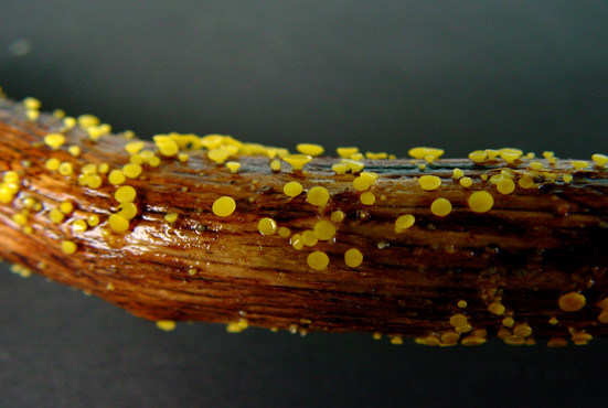 Bisporella citrina