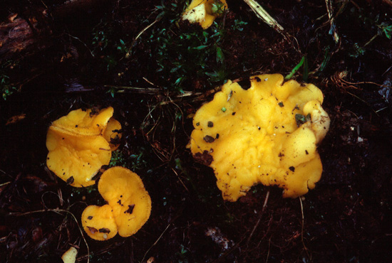 Cheilymenia oligotricha