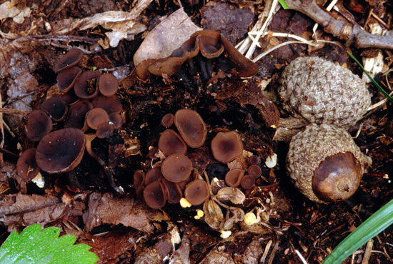 Ciboria batschiana