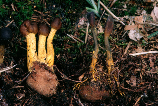 Cordyceps capitata