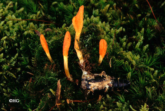 Cordyceps militaris