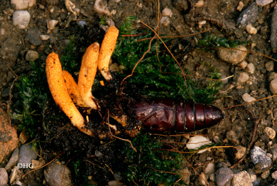 Cordyceps militaris
