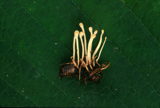 Cordyceps sphecocephala