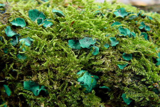 Chlorociboria aeruginascens