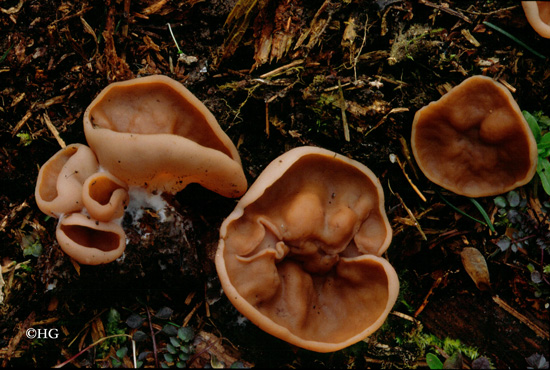 Gyromitra ancilis