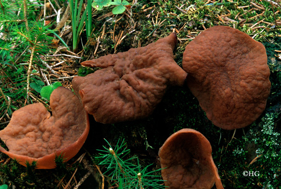 Gyromitra ancilis