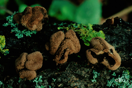 Encoelia furfuracea