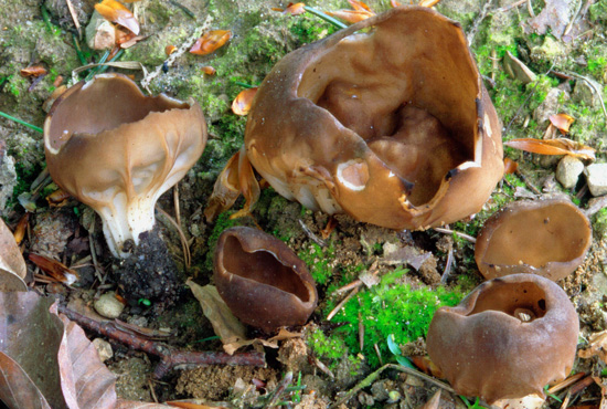 Helvella acetabulum
