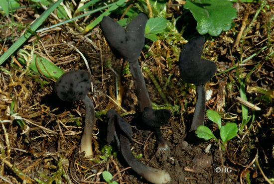 Helvella atra