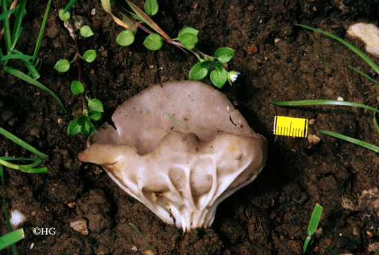 Helvella costifera