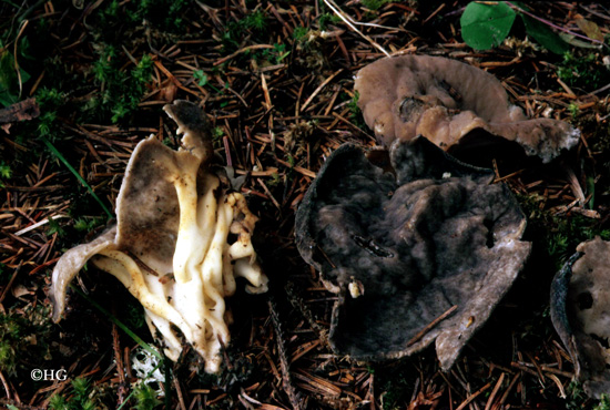 Helvella costifera