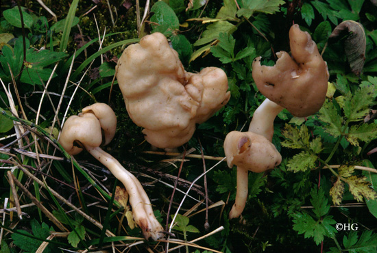 Helvella elastica