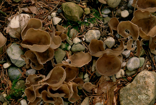 Helvella oblongispora