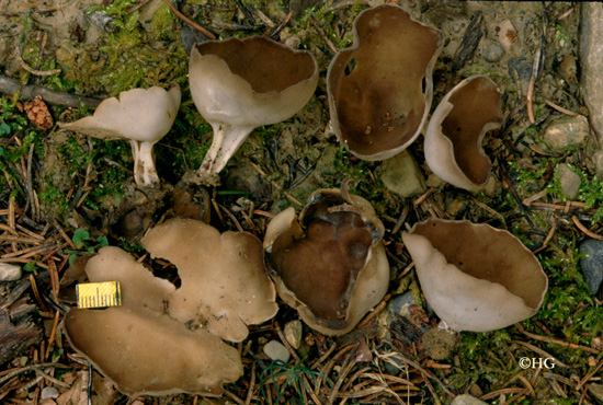 Helvella oblongispora