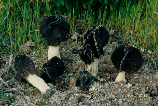 Helvella spadicea