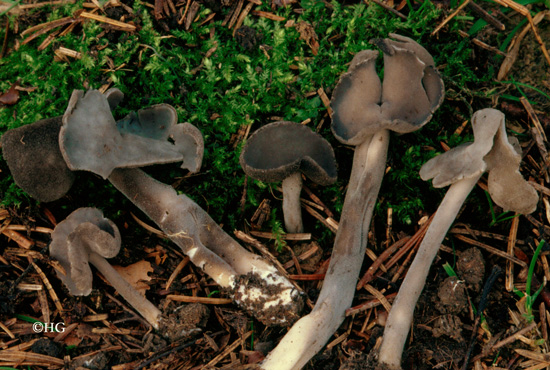 Helvella villosa