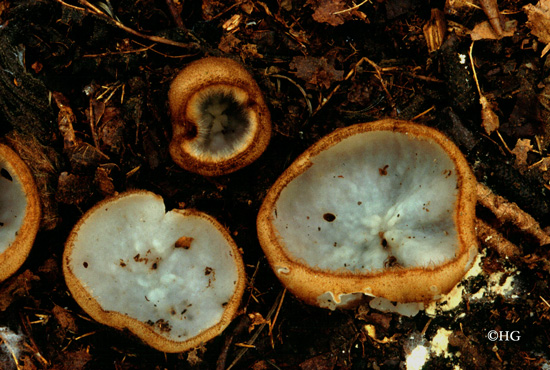 Humaria hemisphaerica