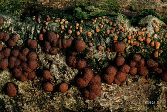 Hypoxylon fragiforme