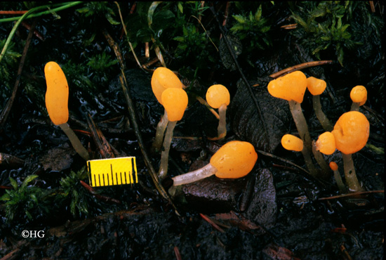 Mitrula paludosa