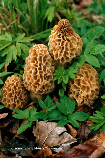 Speisemorchel (Morchella esculenta)
