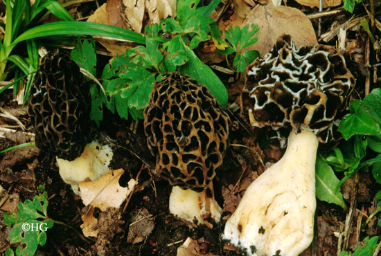 Morchella esculenta
